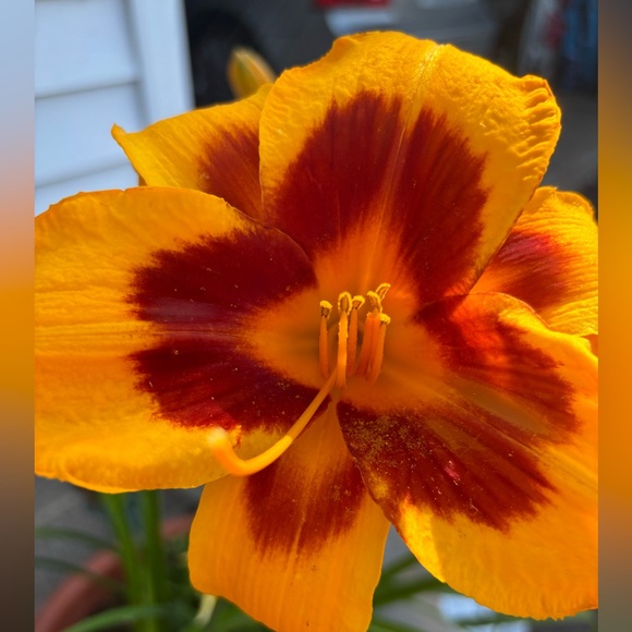 Posh Show!! Like this post to get notified when I go live! - Picture 8 of 11